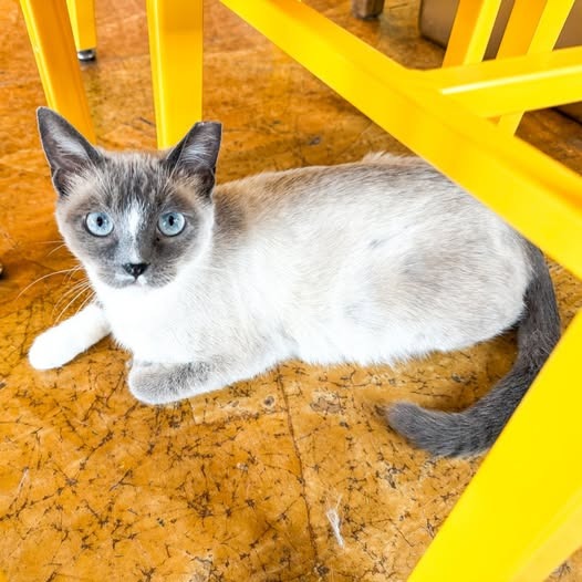 Bluebell Snowshoe Blue Point Siamese Mix