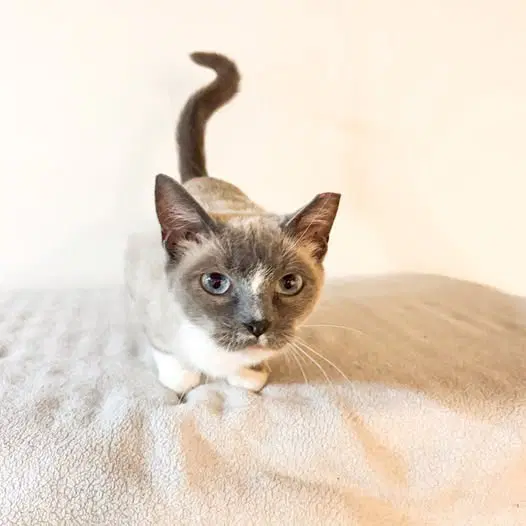 Bluebell Snowshoe Blue Point Siamese Mix image 2