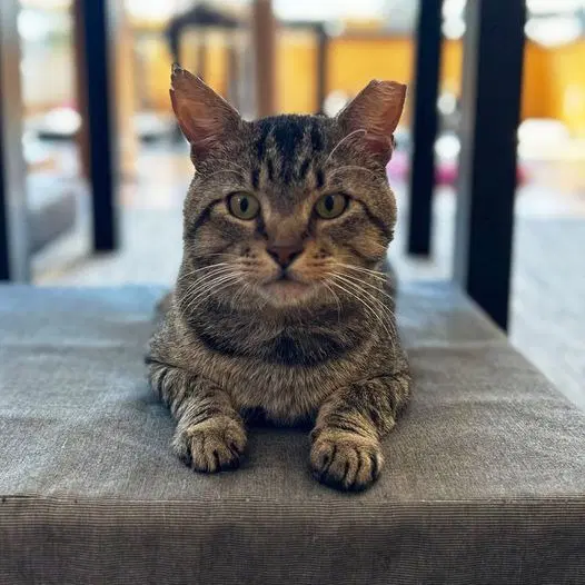 Techno Mechanicus - Domestic Short Hair