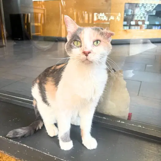 Arial - Domestic Short Hair