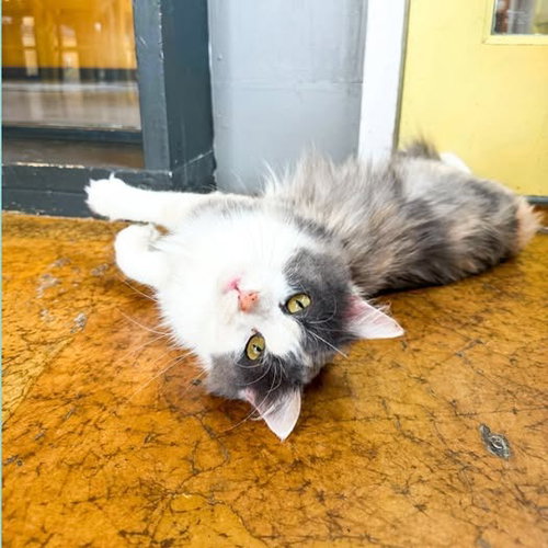 Sweater Weather, an adoptable Domestic Long Hair in St. Louis, MO