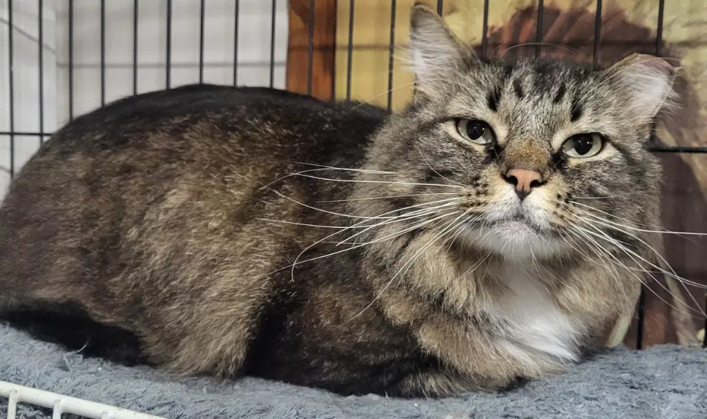 Socks - Domestic Medium Hair