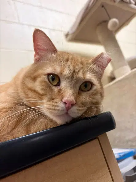Marmalade - Domestic Short Hair