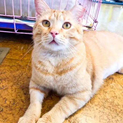 Marmalade - Domestic Short Hair