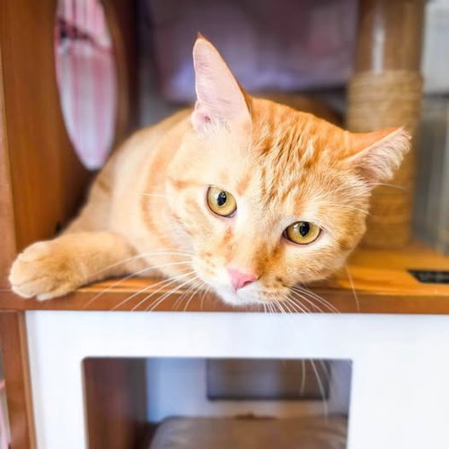 Photo 2 of Marmalade