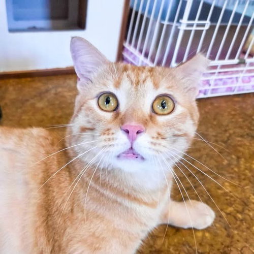 Photo 3 of Marmalade