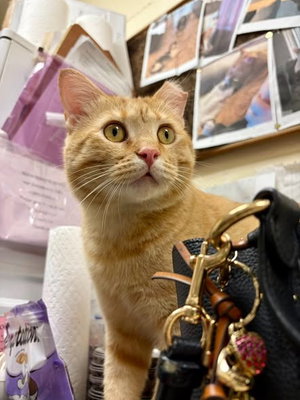 Marmalade, photo 4