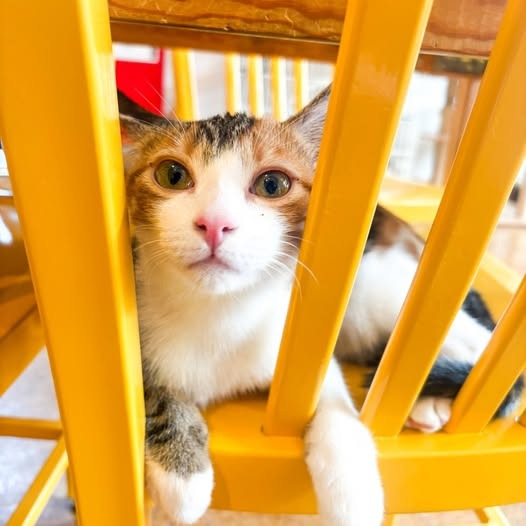 Sunshine (Bonded with Tammi), Domestic Short Hair