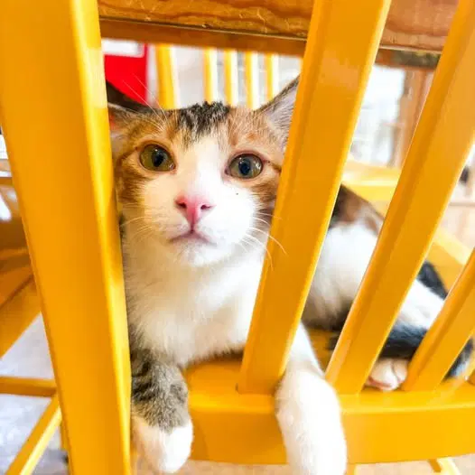 Sunshine Bonded With Tammi - Domestic Short Hair