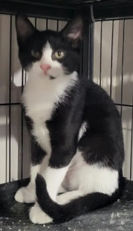 Tammi Bonded With Sunshine - Domestic Short Hair
