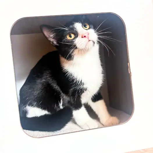 Tammi Bonded With Sunshine - Domestic Short Hair