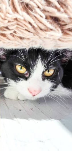 Photo 2 of Tammi (Bonded with Sunshine)