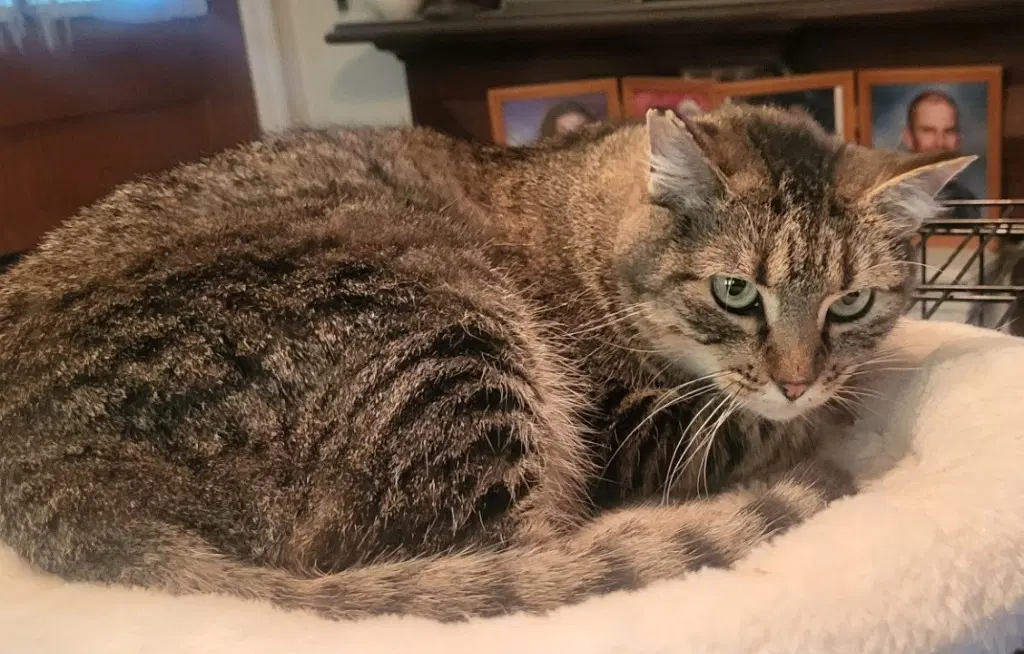 Zorrita - Domestic Short Hair