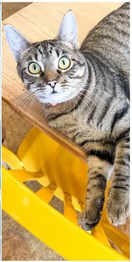 Frieda - Domestic Short Hair