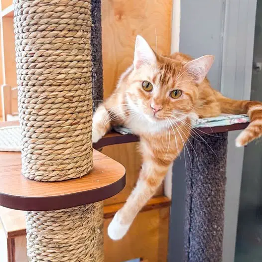 Oliver - Domestic Short Hair