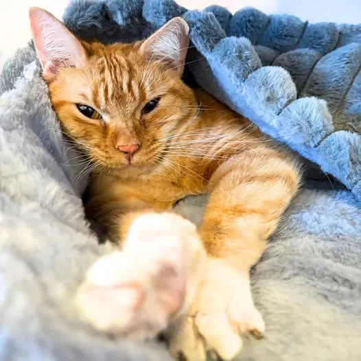 Oliver image 2