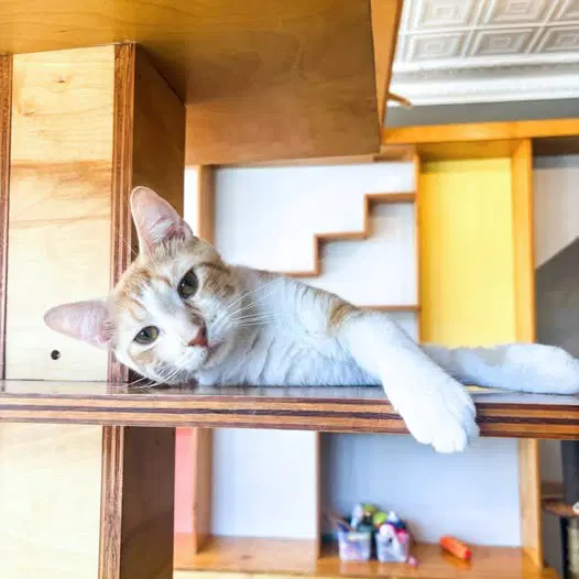Percival - Domestic Short Hair
