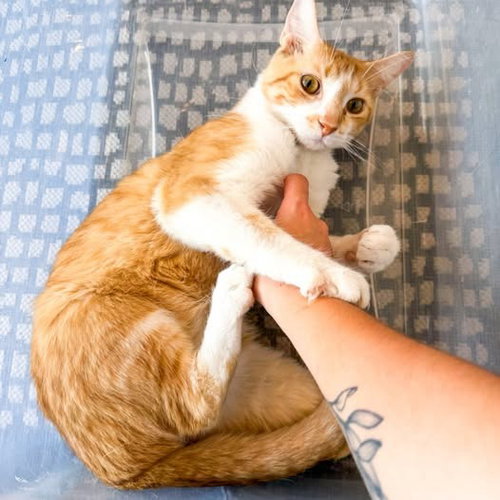 Photo 2 of Percival