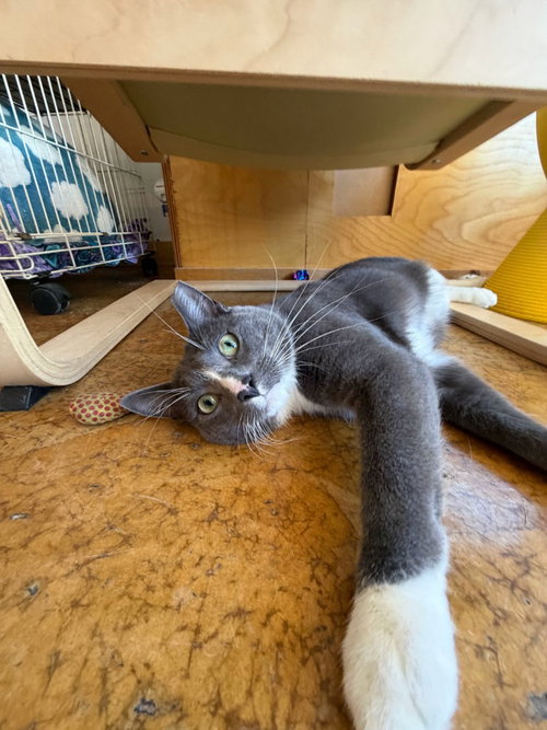 Gray Bear, an adult male cat up for adoption