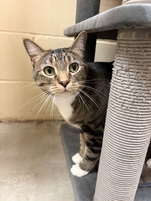 Bobby, an adult male cat up for adoption