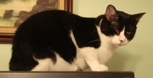 CAIN - Domestic Short Hair available for adoption