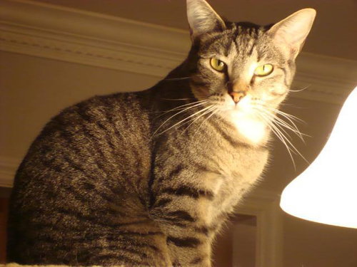 TANYA - Domestic Short Hair available for adoption