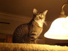 Tanya - Photo 3
