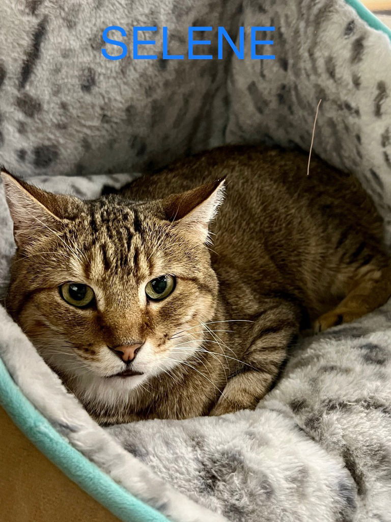 adoptable Cat in Saint Louis, MO named Selene