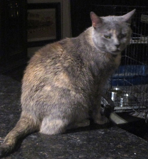 SIOUX - Domestic Short Hair available for adoption