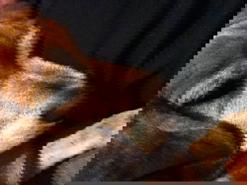 Wolfie