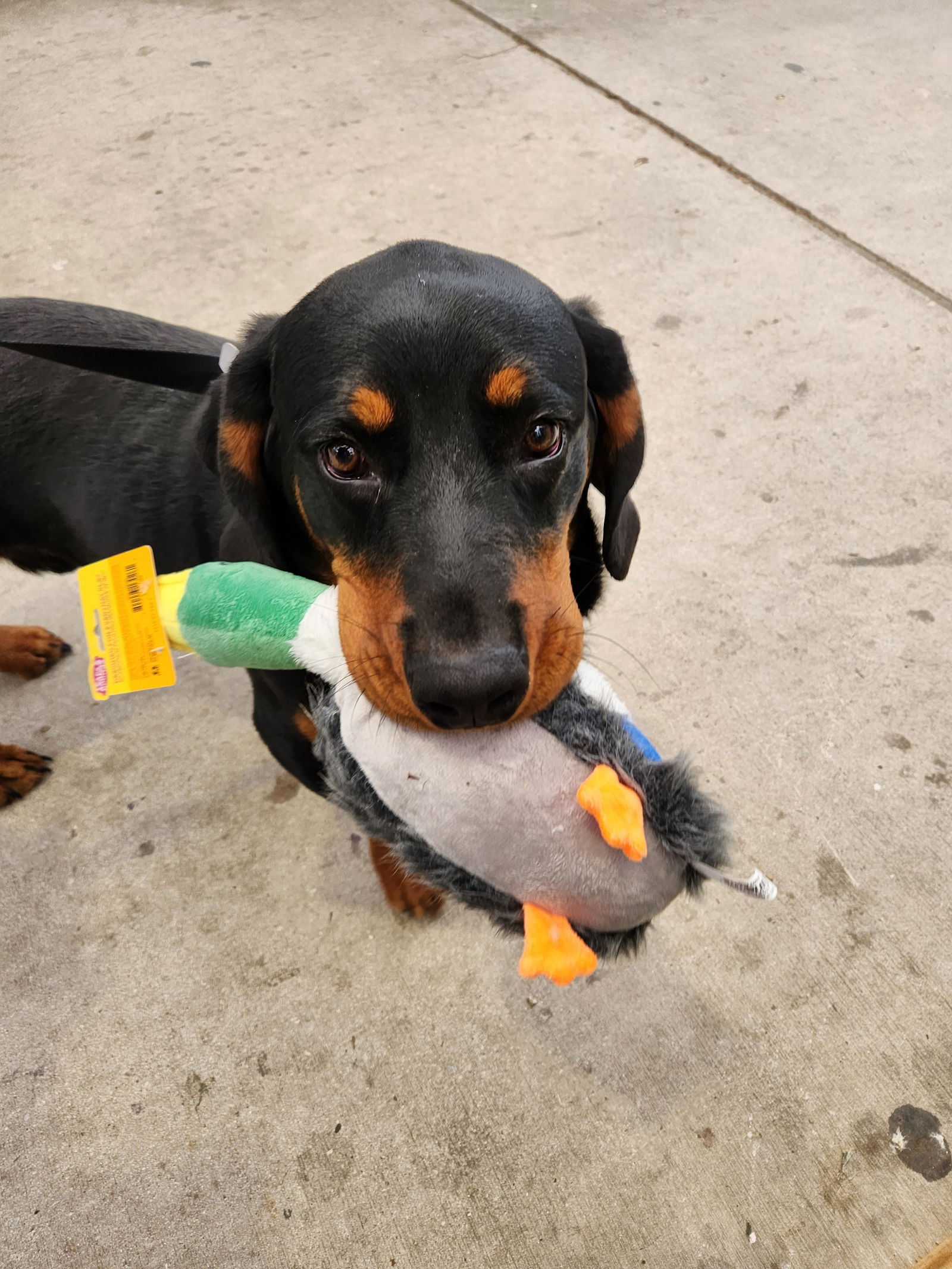 Rottweiler and deals basset hound mix