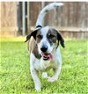adoptable Dog in carrollton, TX named Beau
