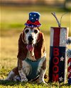 adoptable Dog in carrollton, TX named Charleston