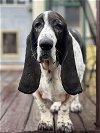 adoptable Dog in Carrollton, TX named Reggie