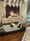 adoptable Dog in Carrollton, TX named Remi