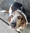 adoptable Dog in carrollton, TX named Robin