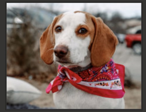 GEMMA - Basset Hound / Beagle available for adoption