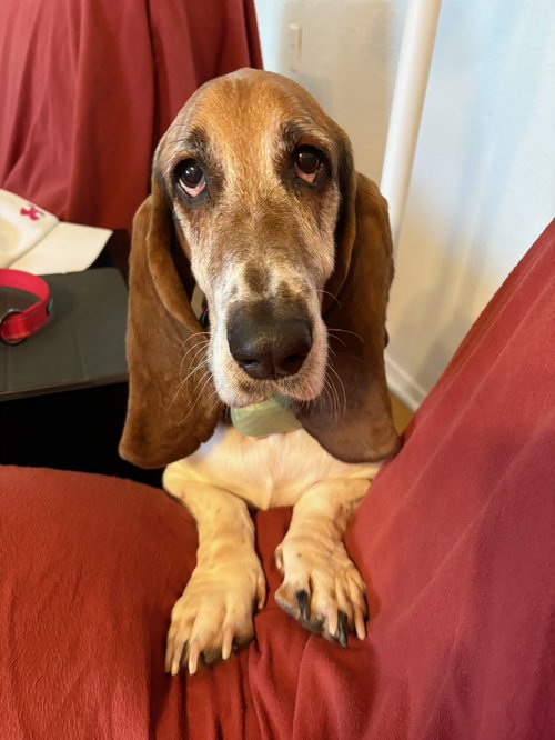 Joey, a dog for adoption from Basset Rescue Across Texas, Inc.