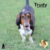 Trudy