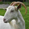 adoptable Goat in , NY named Dorothy
