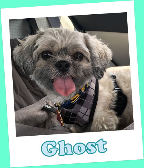 Ghost Turner (ADOPTION PENDING)