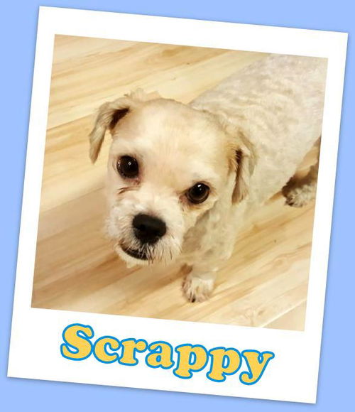 Scrappy Franklin