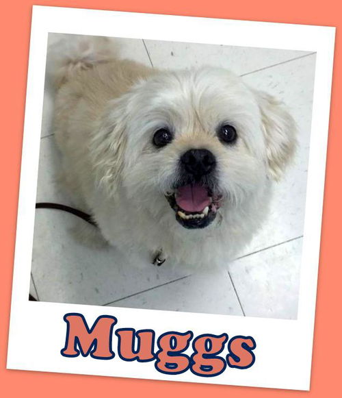 Muggs Franklin (ADOPTION PENDING)