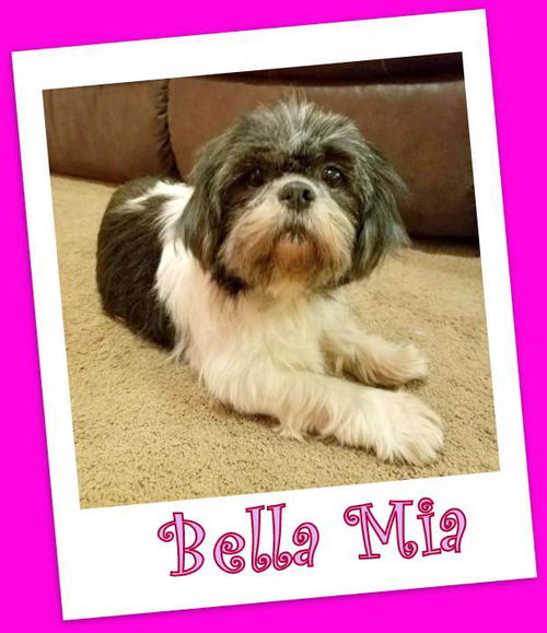 Bella Mia Mahoning