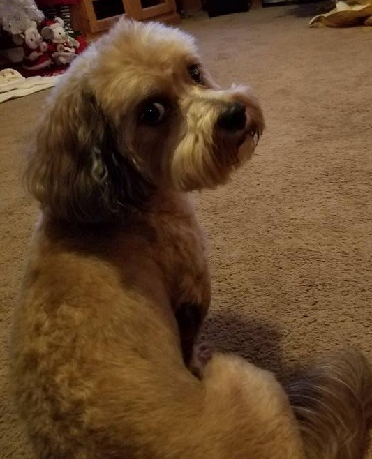 Dandie - OS