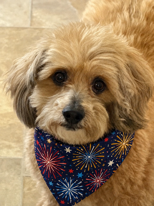 DANDIE - OS - Lhasa Apso / Terrier available for adoption