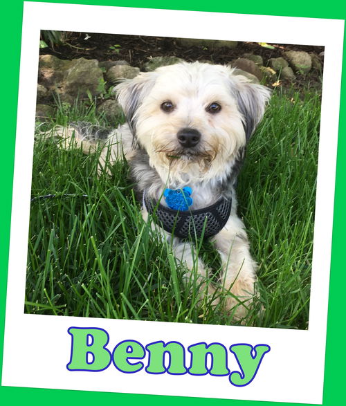 Benny (ADOPTION PENDING)