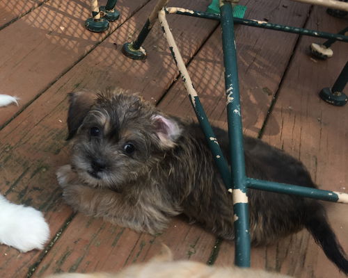 Bitsy Franklin