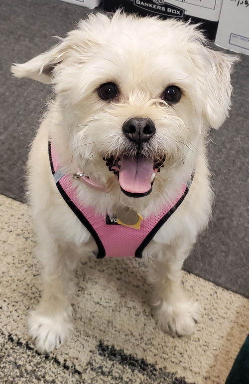 Molly Sue