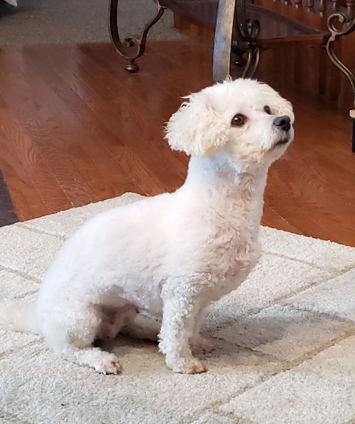 Josie - PMD